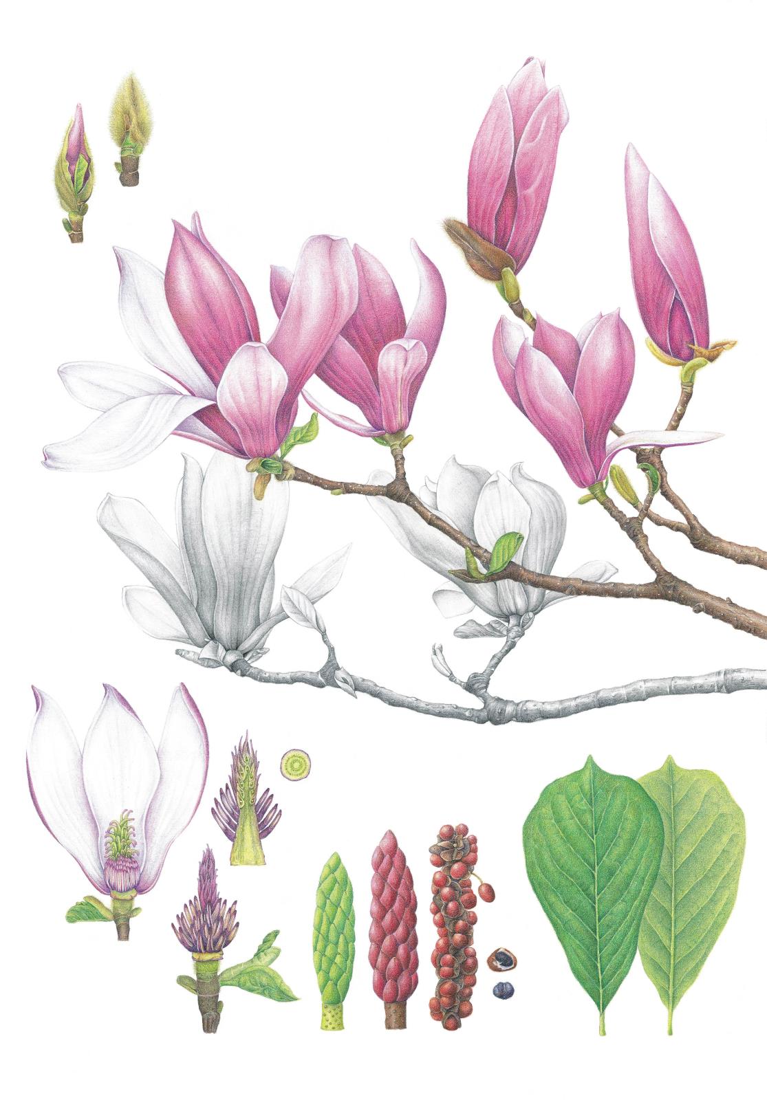 Magnolia × soulangeana